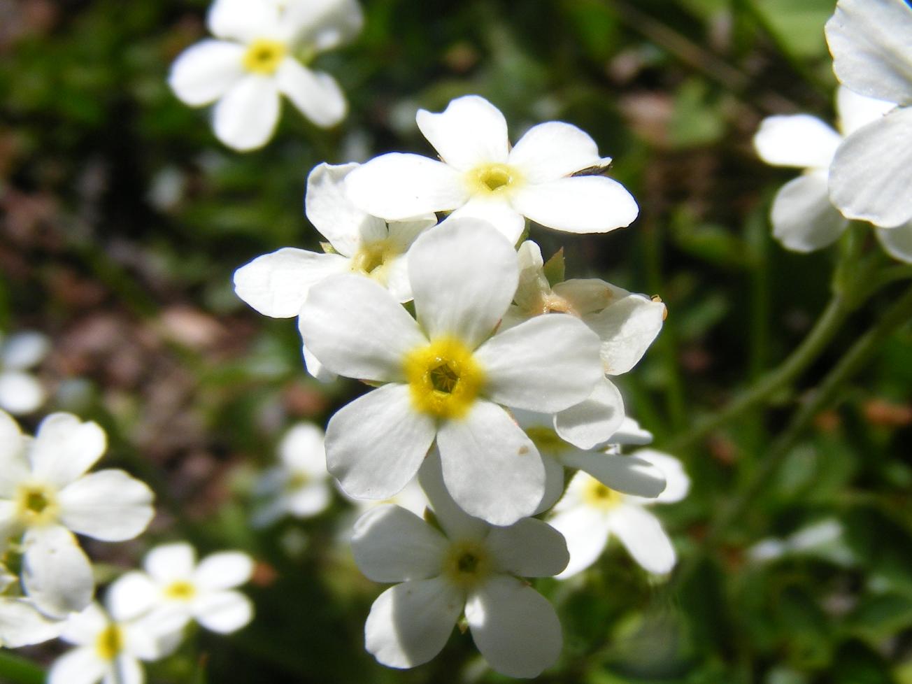 Sentieri ferrati, sentieri fioriti: i fiori dell''Albiolo